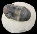 Paralejurus Trilobite Fossil - Foum Zguid, Morocco #53521-1